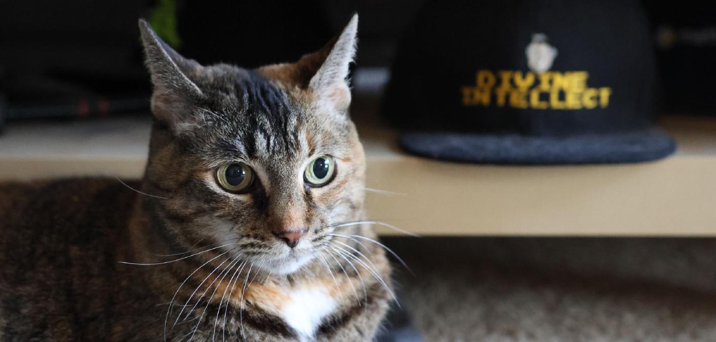 a cat