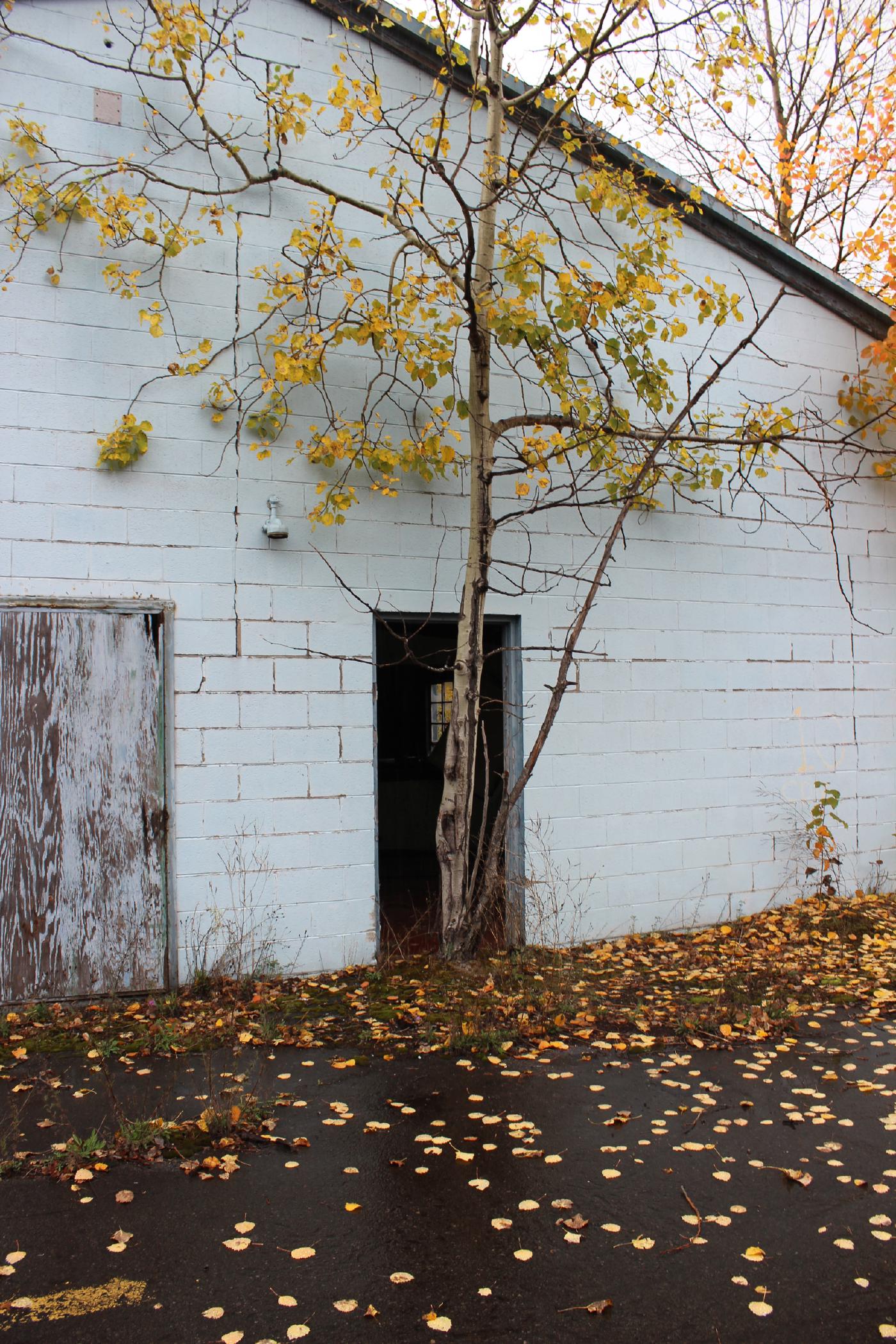 Tree blocking a doorway.