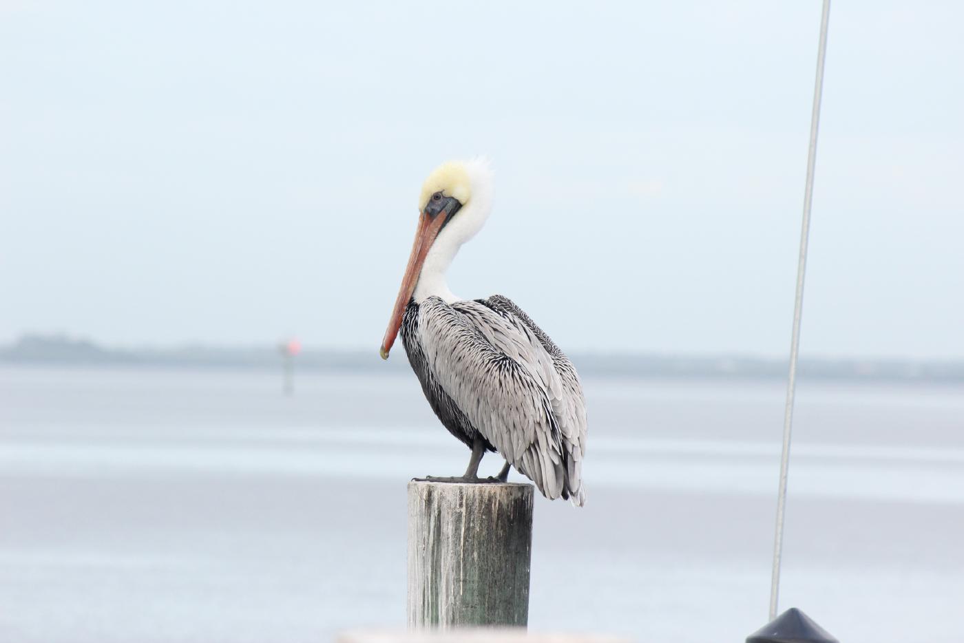 A Pelican