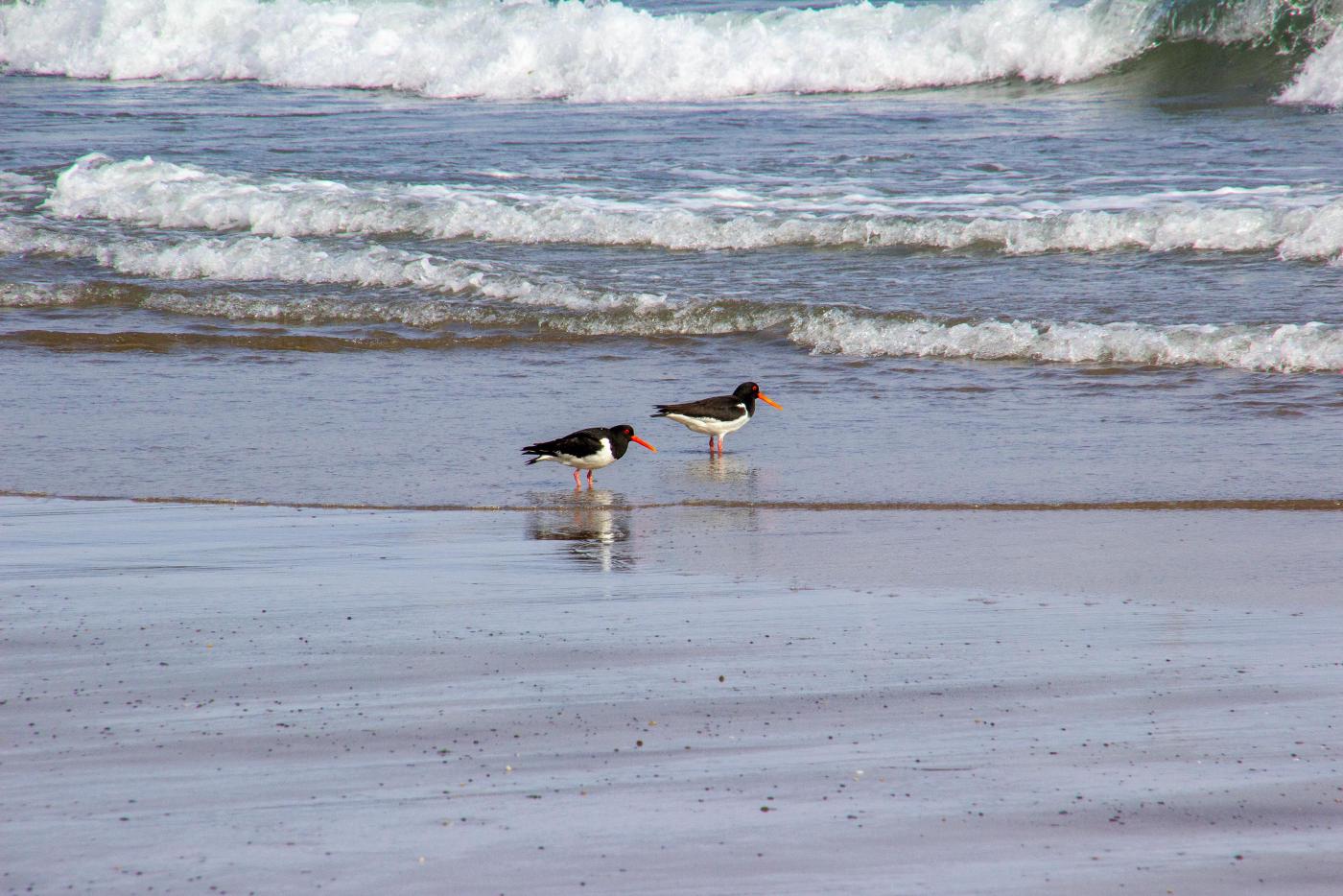 Eurasian Oystercatchers