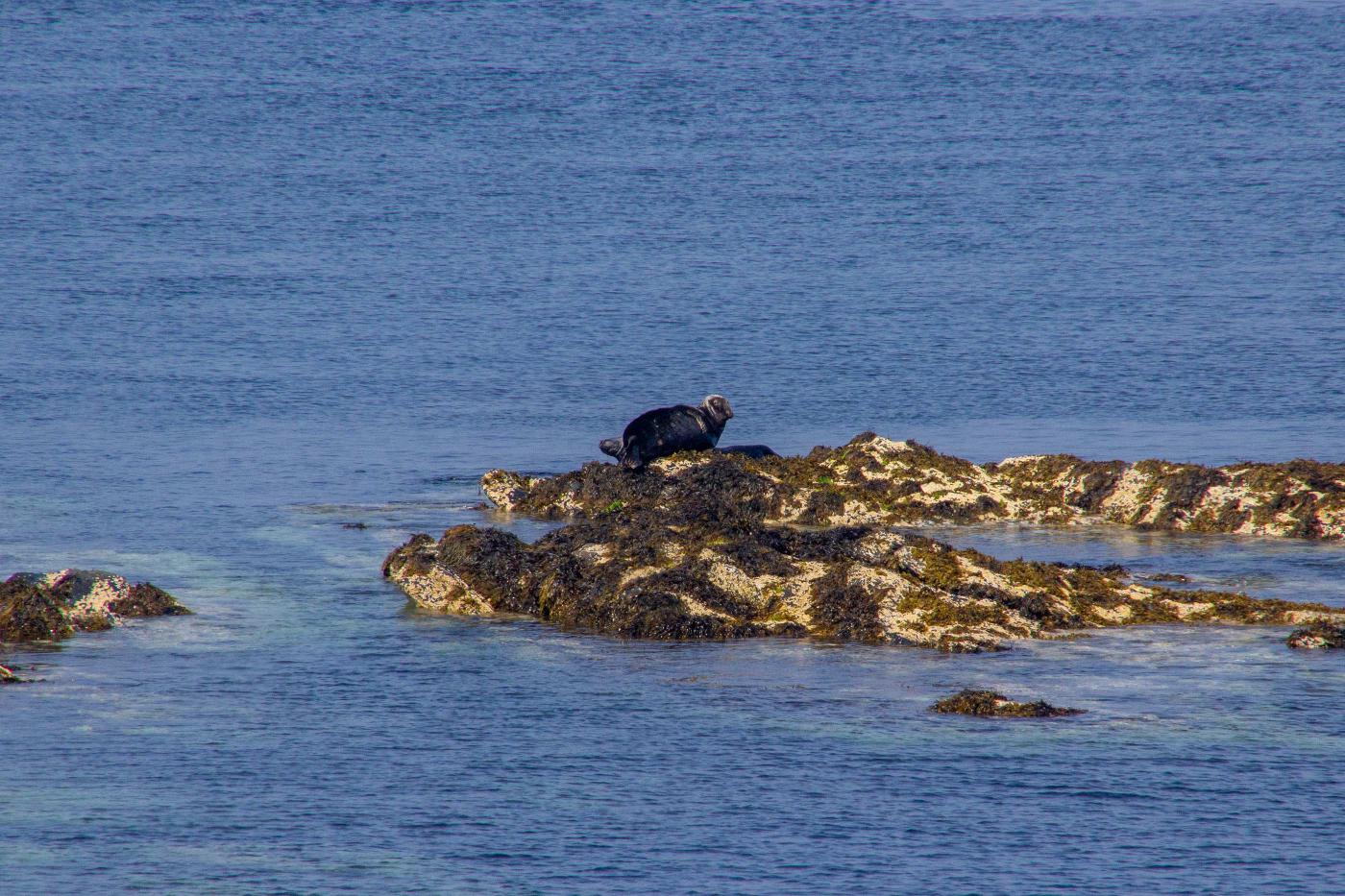Sea wildlife